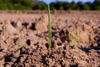 Zemědělci musejí vnímat globální dopady změny klimatu, zjistili vědci